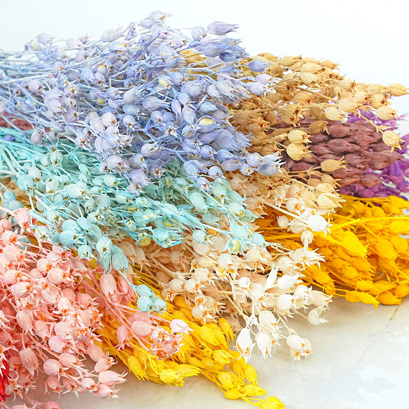 Imported White Jade Dried Flowers Ins Dried Fruit Floriculture Home Wedding Decoration Photography Props