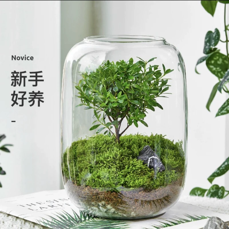 Древо жизни красный нано микроландшафт стекло мх экологическое растение зеленое растение ландшафтный дизайн рабочий стол креативные украшения офис