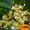 Four seasons osmanthus tree seedlings flower pot potted fragrance -type flowers and plants with flowers with flower courtyard grafting Jinani free shipping
