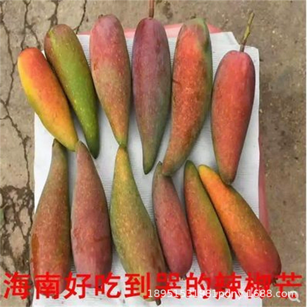 Оптовые саженцы манго в Южном и Северном дворах маленький чили Mans Four Seasons Mans красный слоновая кость Golden Mans в горшках