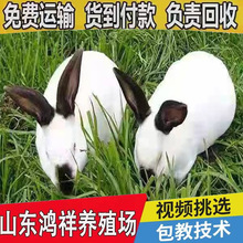 现货供应伊拉优质肉兔活体种兔送货上门兔子活物八点黑肉兔价格