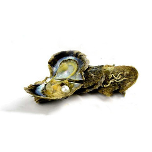 ��ˮ��Сؐ�����������akoya����������͸���㙉��ֱ���_��