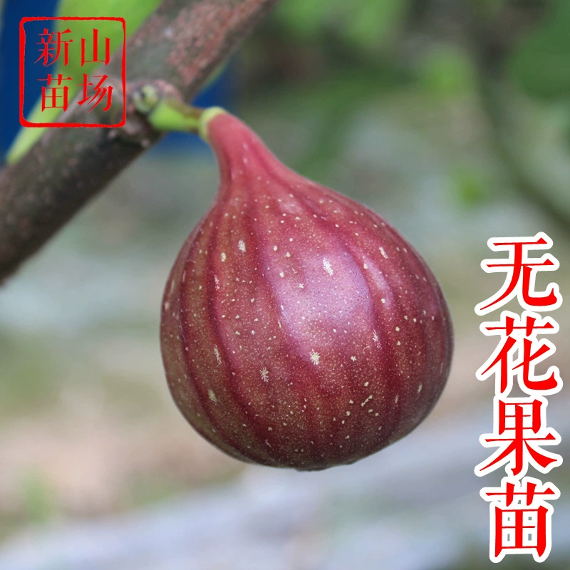 Рис Рассада Бараунай Джин Аофэнь Боджи Красный Большой Бодамаш И Таофен BNR Рис Рассада