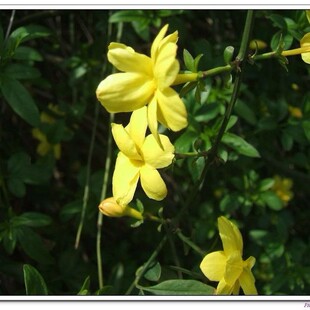 ����SܰС�����  ����Sܰ���� ë�� ���� �Ԯa���N ���l