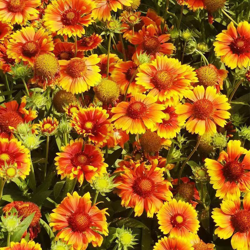 天人菊种子观赏花卉多年生花草耐热耐旱宿根花盆栽花海绿化花草籽