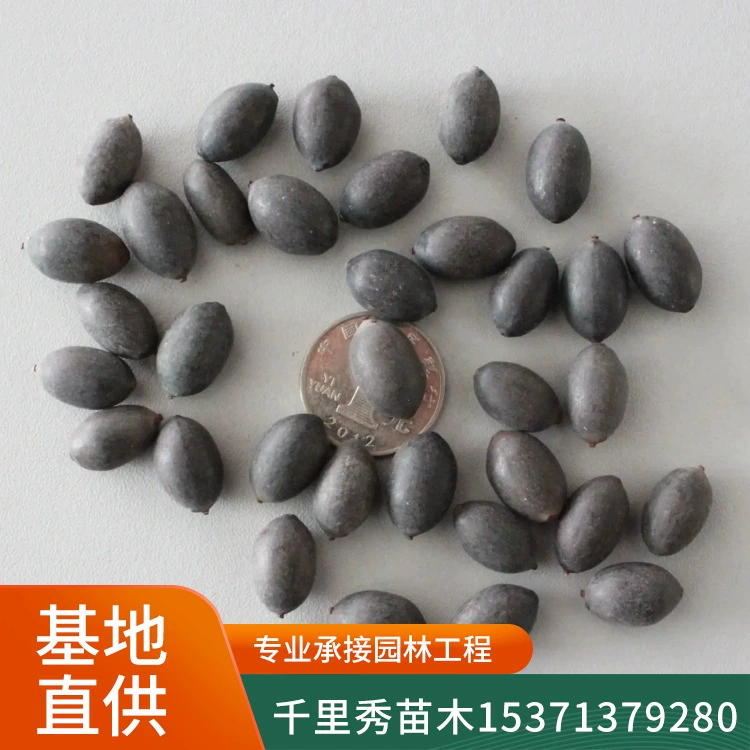 Оптовая чаша семена лотоса чаша в горшках декоративные цветы водные растения чаша лотоса разнообразие цвета