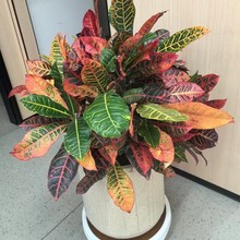 �߲�׃�~ľ���Դ��;Gֲ�͏d�Ϙ���ز��~׃ɫľ�辰�����՚�