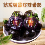 山东寿光紫龙樊黑珍珠番茄  代发3/5斤新鲜小洋柿子紫色西红柿