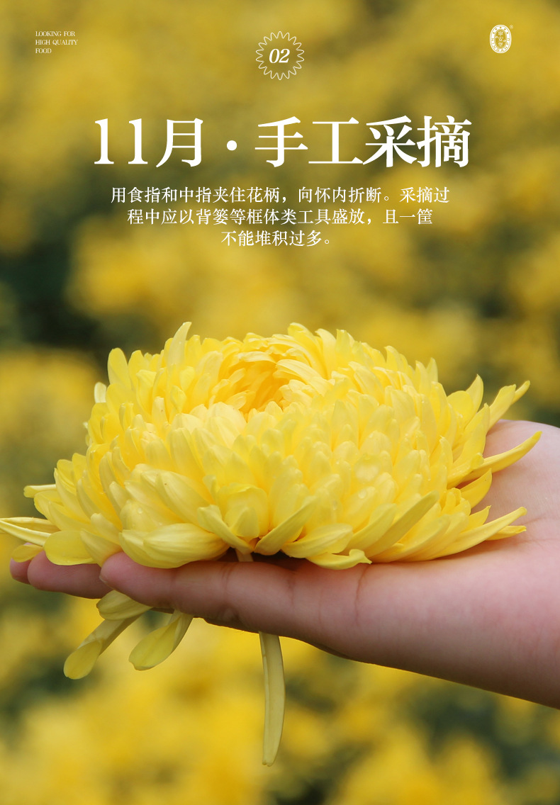 Golden Silk Imperial Chrysanthemum Flower Tea 8g Premium Herbal Floral Tea quality and texture