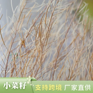 厂家批发小菜籽 干花搭配家居装饰插花拍摄道具干花材料 小菜籽
