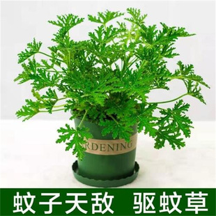 ��ò�����ֲ�ﻨ���҃���ͥԺ�����x���������ļ����B���[�Gֲ
