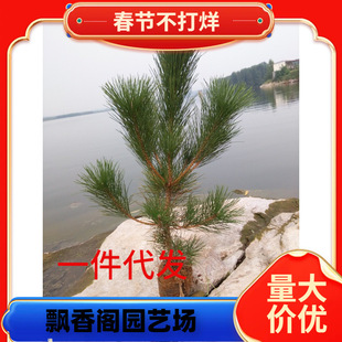 һ�����l����С������辰���ѿ��������ɘ�G��������玧����