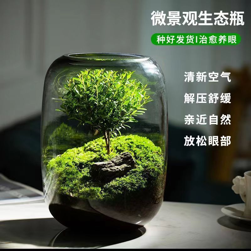 生命之树生态瓶创意微景观桌面盆栽办公室绿植成品盆景好养活青苔|undefined