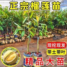 榴莲树果苗泰国金枕树苗南北方四季带土水果树苗庭院种植当年结果