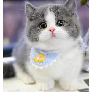 ���NѪ�yӢ���{��؈���̶��Ȱ��_؈Ӣ����ë؈�������{؈���w����