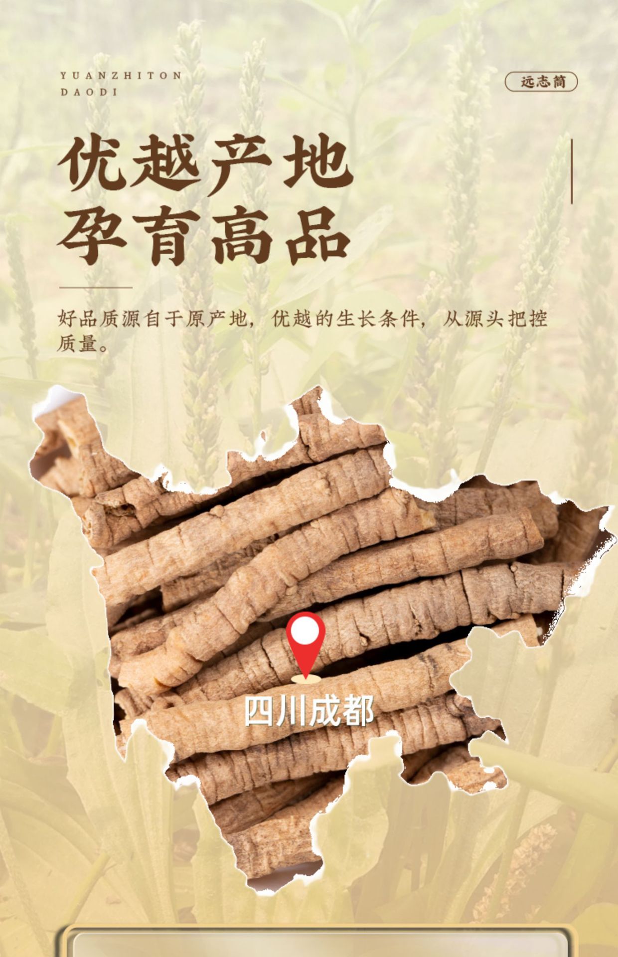 Core-Removed Polygala Root Yuan Zhi 500g Dried Chinese Herb for Traditional Decoctions key features