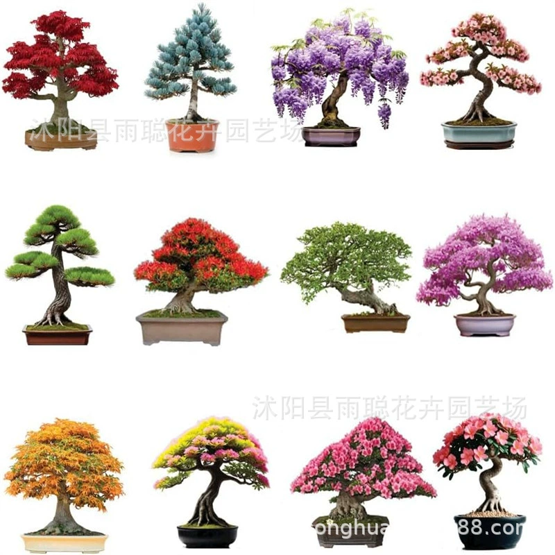 Черная сосна семена бонсай семена дерева трансграничная сосна семена дома сад декоративный комнатное растение семена