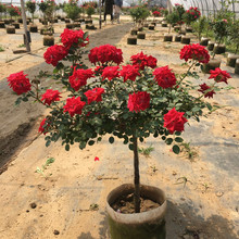 树桩月季棒棒型花苗特大花四季盆栽玫瑰欧月地栽庭院花卉植物室内