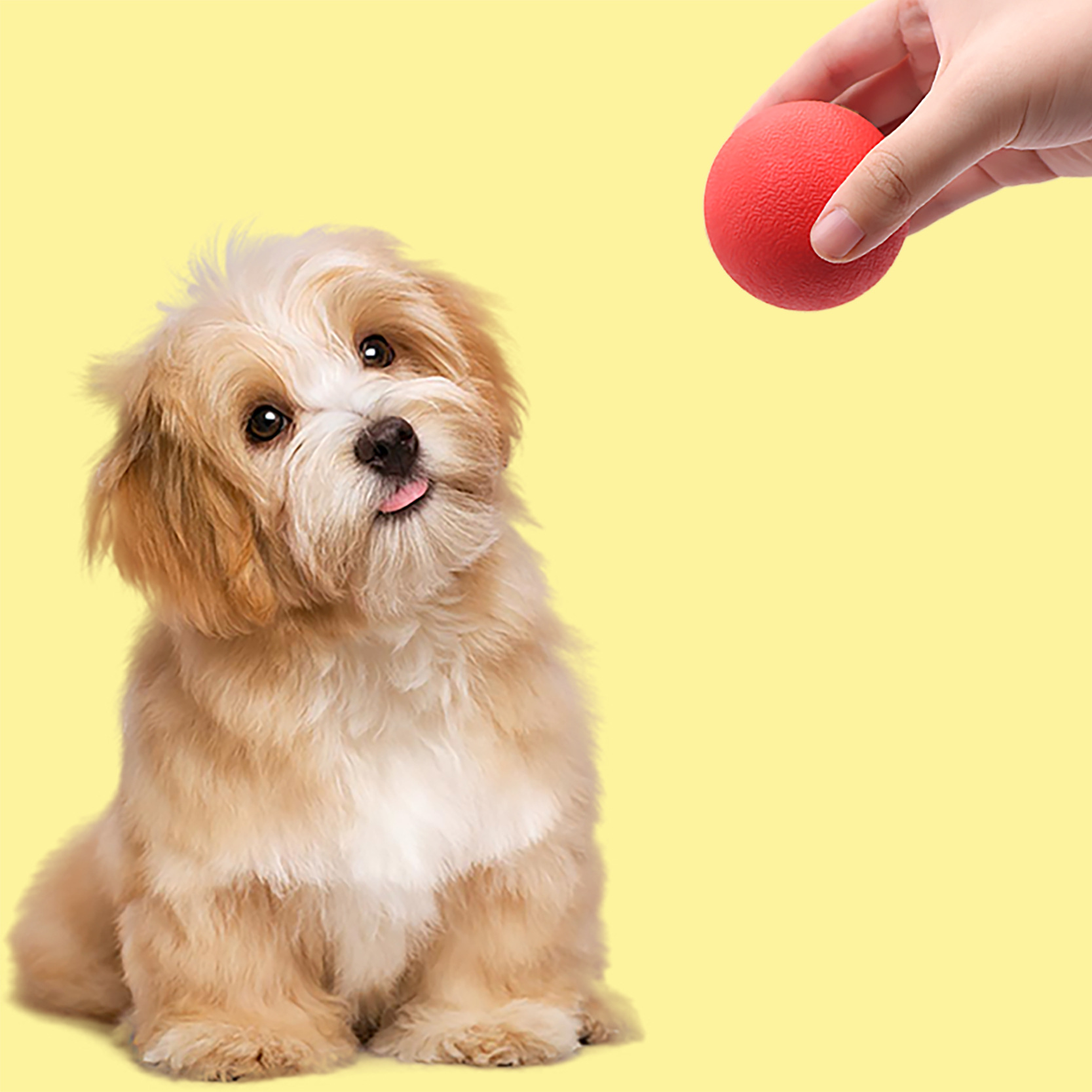 Juguetes para mascotas, pelotas para morder, pelotas sólidas elásticas de goma, juguetes molares para perros interactivos, pelotas para perros