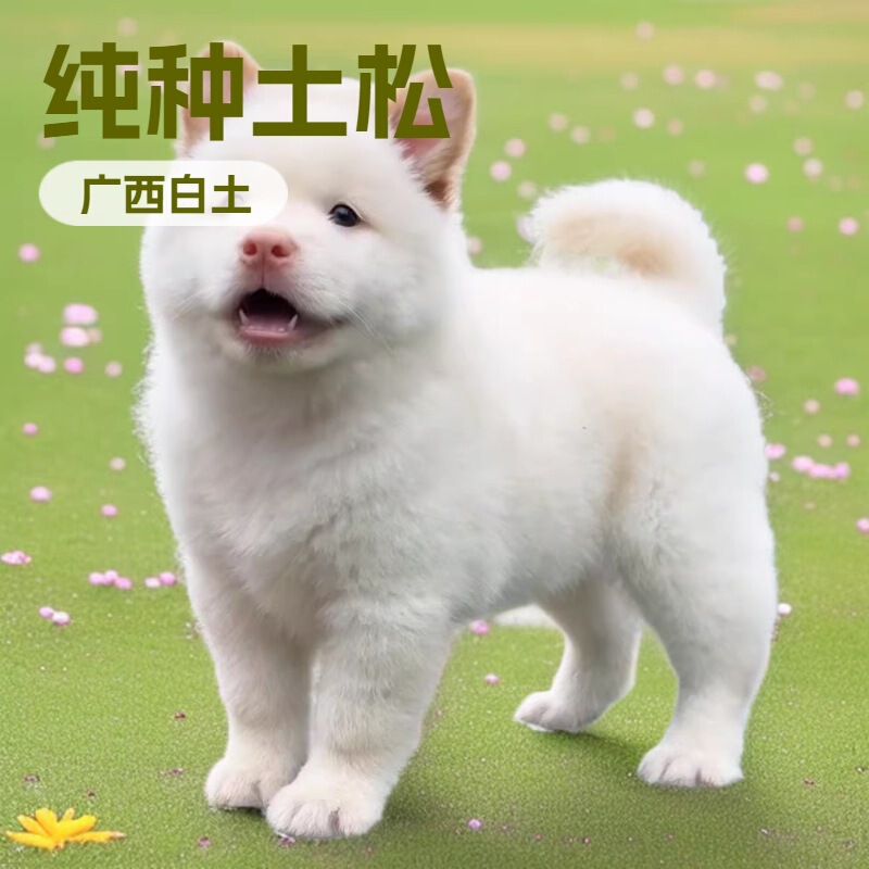 Purebred Chinese Rural Dog, Guangxi White Soil Dog Puppies, Local Hunting Dog, Small White Soil Dog, Pet Puppies, Live Guard Dogs Purebred Chinese Rural Dog, Guangxi White Soil Dog Puppies, Local Hunting Dog, Small White Soil Dog, Pet Puppies, Live Guard Dogs