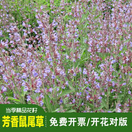 精品芳香鼠尾草种子多年生洋苏草药用鼠尾草芳香种籽庭院阳台盆栽