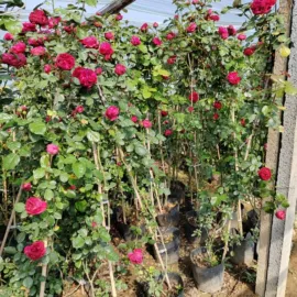 宿根花卉;盆栽;一二年生花卉