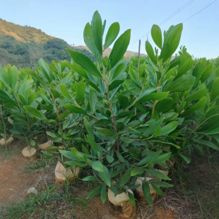 Home Base Acacia Mangium, Large-Leaf Acacia, 1-5cm High, 1.5- 4m Bags of Seedlings, Acacia Trees, Ecological Afforestation