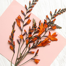 火焰兰花枝  押花花材干花diy手工花材植物教学干花天然真花标本