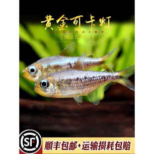 �S��ɿ����~�����M��F1�S��׽�ɿ��޺��������ϧ�^�p�~���w�~