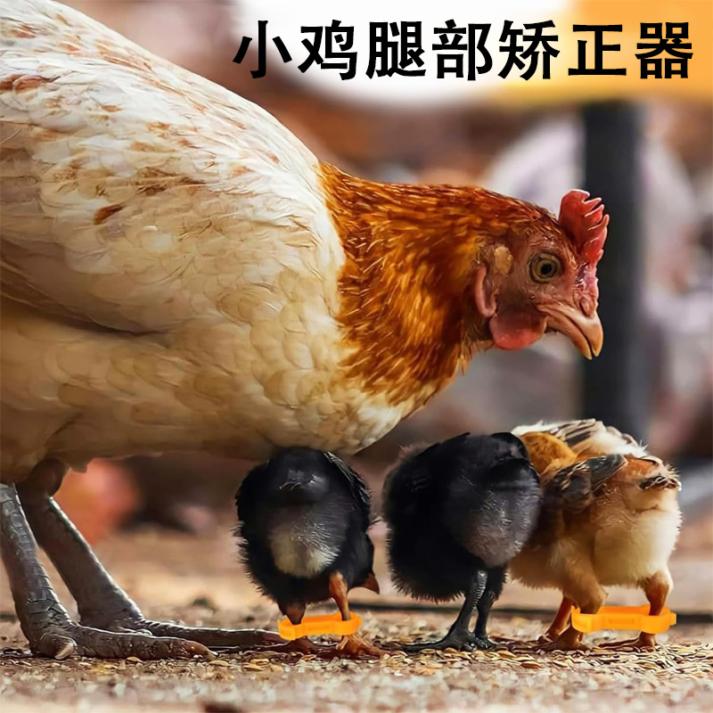 鹦鹉矫正器 小鸟一字脚矫正器 鸟类外八脚内八脚固定夹康复矫正器