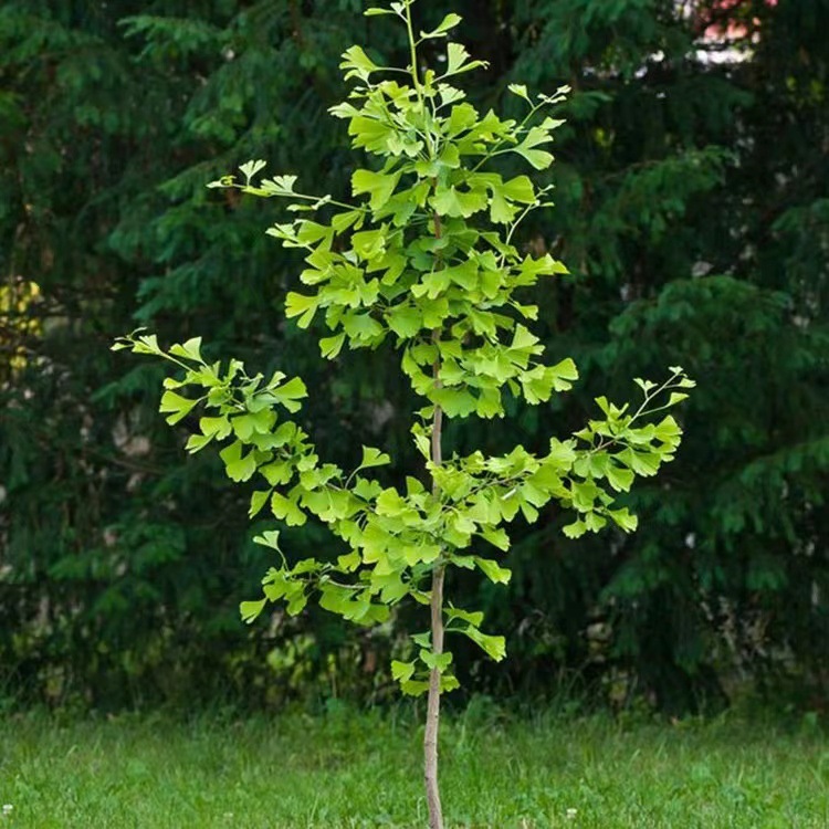 银杏树苗白果活苗大树庭院银杏树风景树金叶银杏小苗盆栽种植