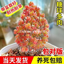 ����֦�ɷ��Ӷ���ֲ�ﻨ��С����ϡ��Ʒ�N���F�Gֲ���B��