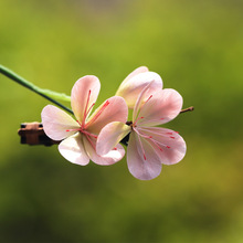 �����á��ֹ����Ų�˿�޻����з�ɫϵ�һ������й�������ʽͷ��Ů