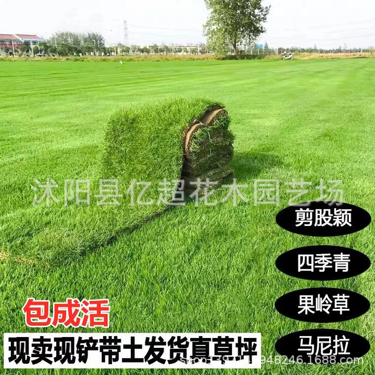 Оптовая продажа искусственного газона с почвой для круглогодичного зеленого покрытия, вечнозеленая тайваньская трава для дворов, садов и вилл.