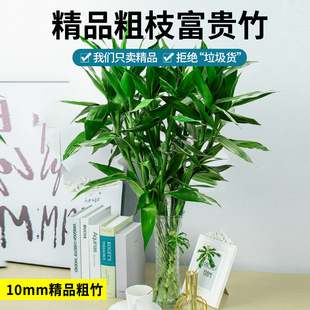 High-Quality Thick-Stemmed Rich Bamboo Hydroponic Plants to Attract Wealth, Bamboo Sections, High Transfer Green Plants, Small Potted Plants, Desktop Indoor