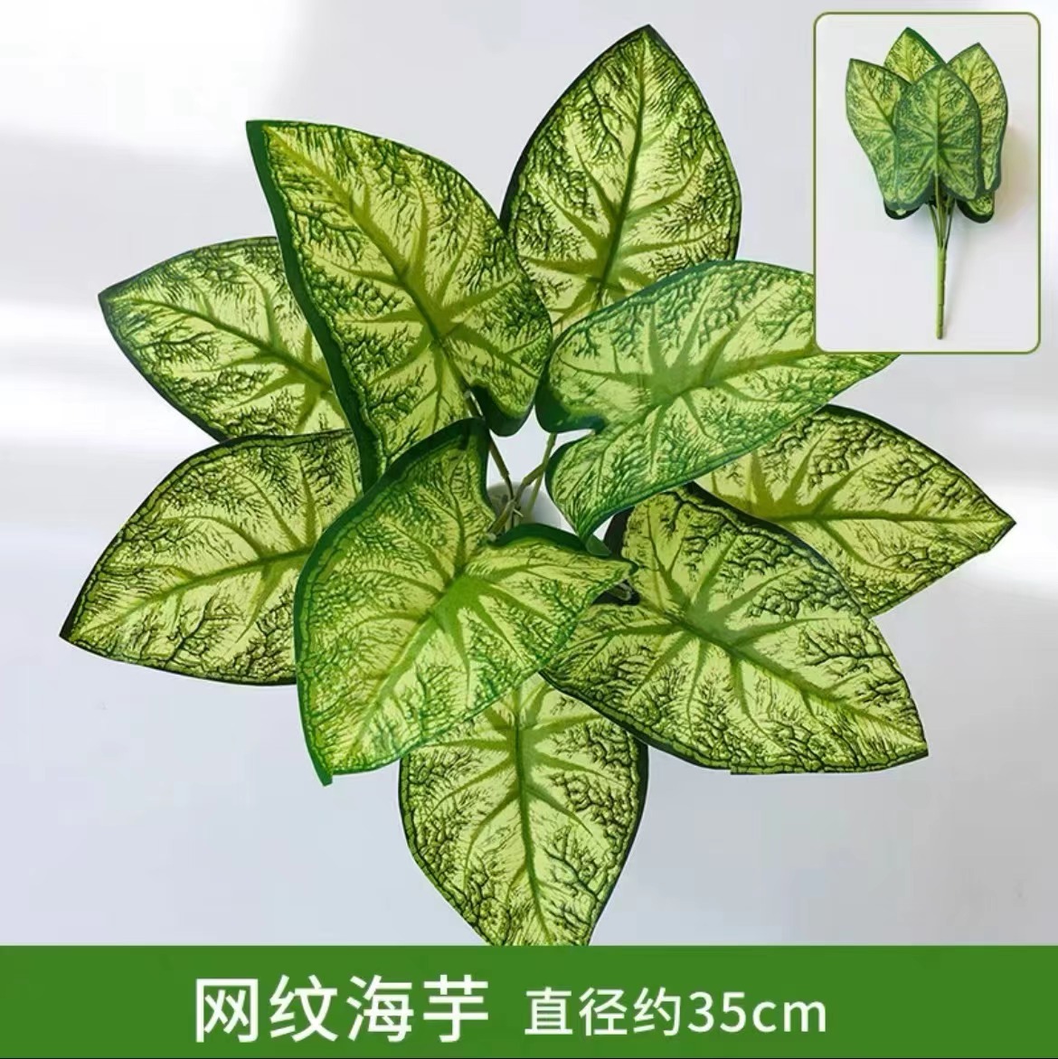 Netted alocasia
