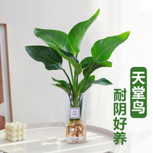 水培天堂鸟植物大绿植盆栽水养鹤望兰办公室内客厅桌面四季开花卉