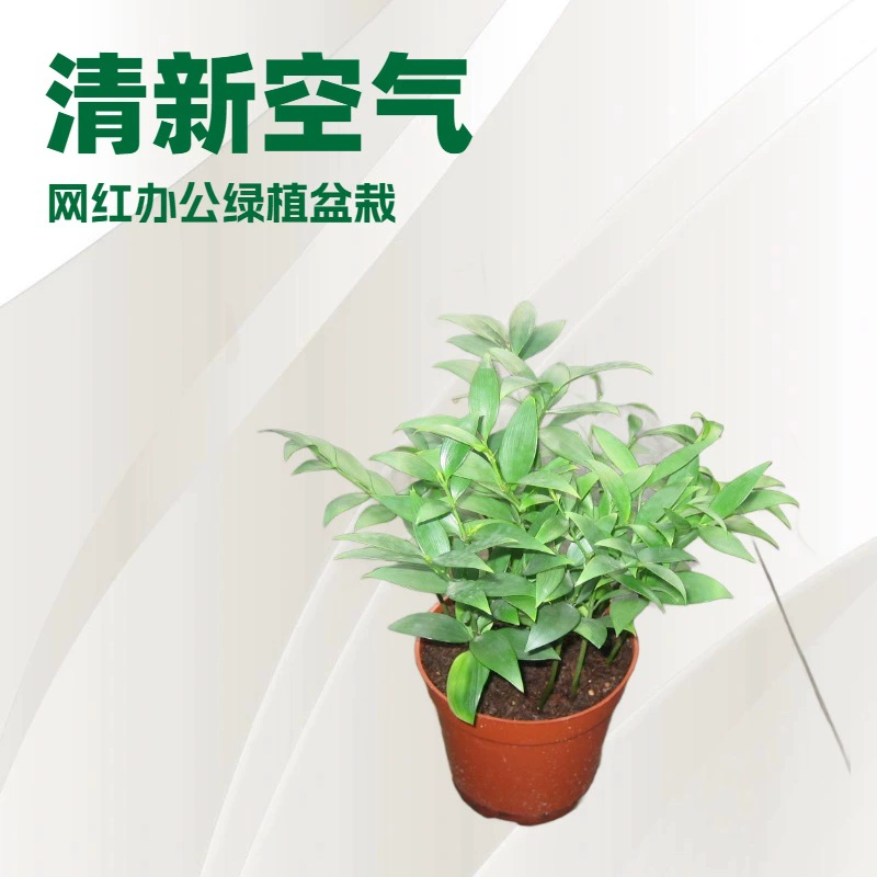 Свежий воздух сетка красный офисный домашний мини-горшок зеленое растение бамбуковый кипарис A120 чашка садовые цветы оптом