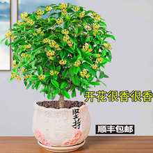 桂花盆栽月桂四季开花卉植物室内花金桂阳台树苗天香台阁净化空气