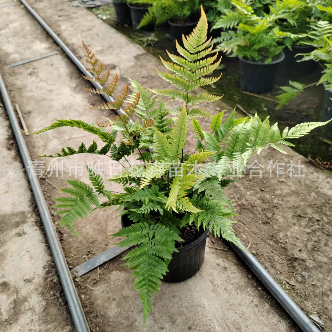 彩虹蕨荚果蕨加仑盆蕨类规格盆栽基地批花镜植物常绿耐寒过冬植物