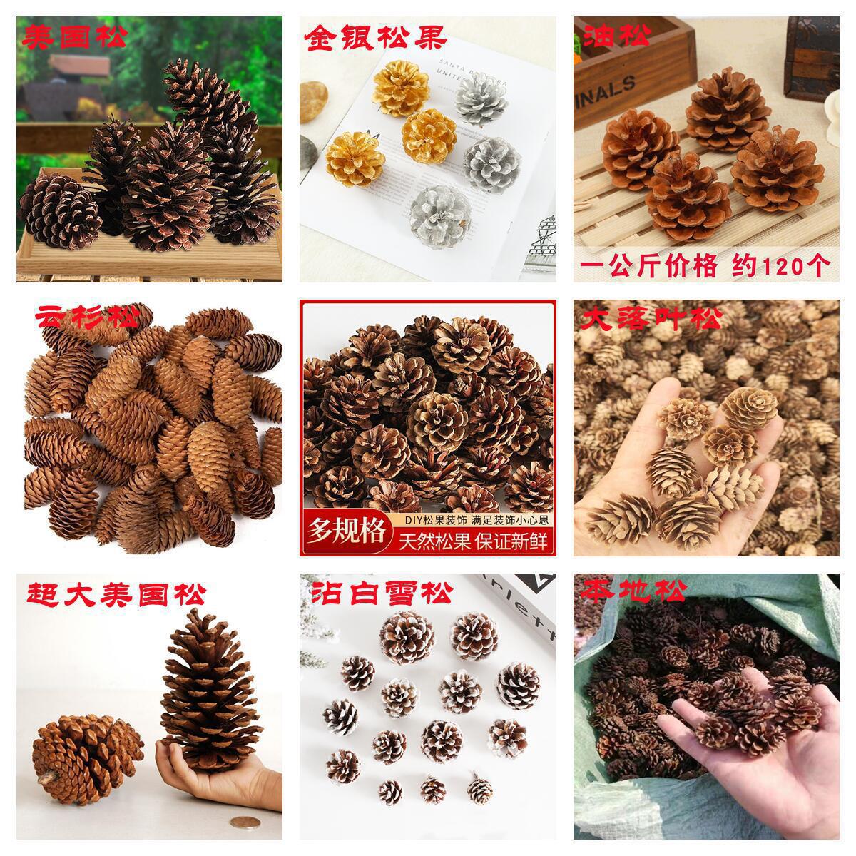 Procesamiento y embalaje de piñas Flores secas personalizadas Pinus olinus americano Pinus olisina local Pinus scale hilo colgante de piñas naturales image 14