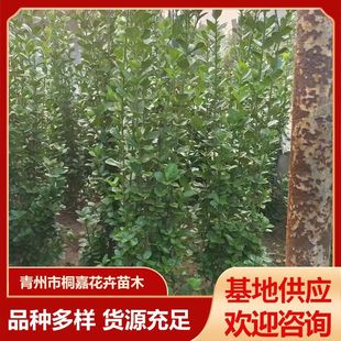 Base Supplies Evergreen Plants for Courtyard Communities, Large-Leaf Hokkaido Boxwood for Walls and Fences