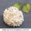 Single Sterucium-Champagne color