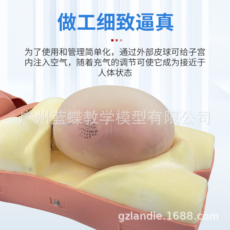 �߼������и����ģ�Ϳ���̥���Ķθ�������̥����������ѵ��ģ��