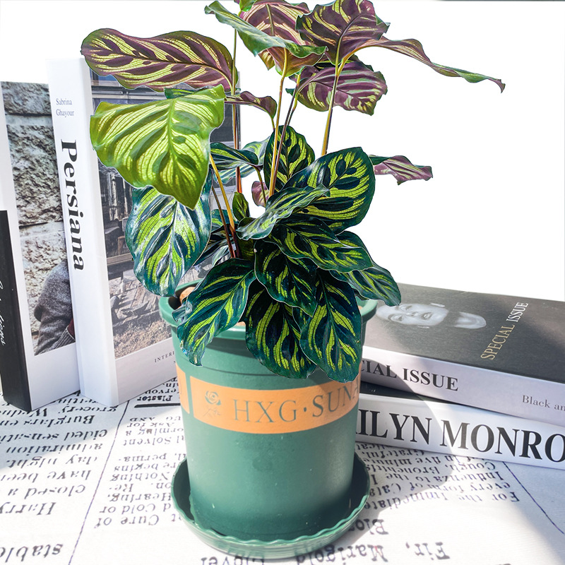 孔雀竹芋盆栽办公室观叶装饰植物室内客厅常绿小盆栽孔雀竹芋苗