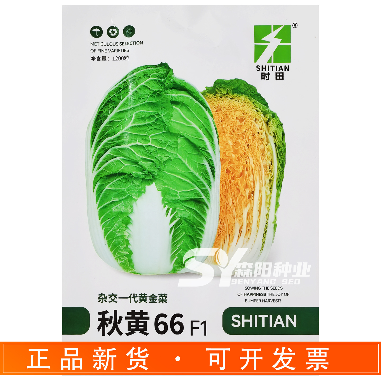 时田秋黄66大白菜杂交种65天早熟鲜嫩黄金菜秋季黄心大白菜娃娃菜