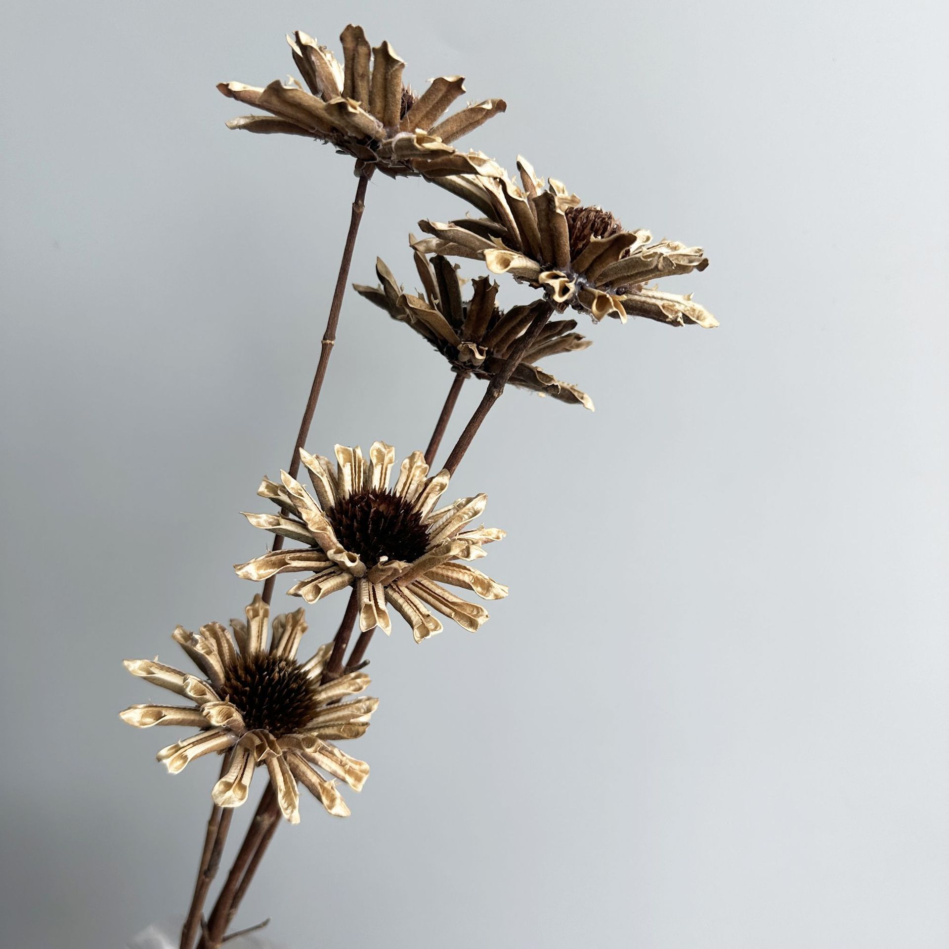 갈색 가지 5개 묶음