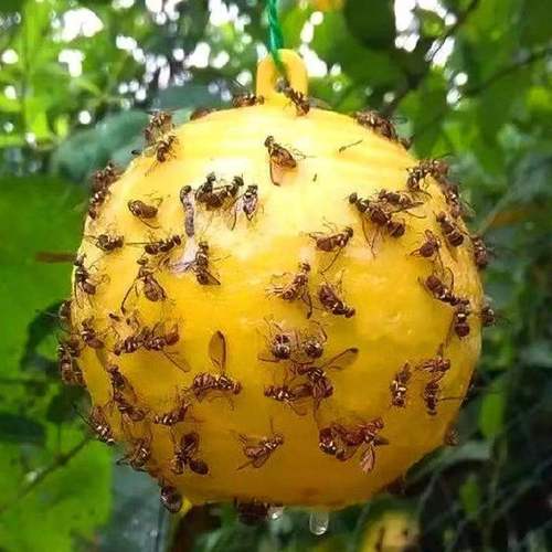 Fruit tree fly bait Citrus fruit fly Oriental fruit fly Melon fly Stink bug bait Insect trap Pin honey bee Melon fruit fly