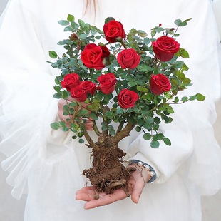 Rose Saplings, Old Stump Rose Flower Seedlings, Extra-Large Flower Pots, Four-Season Blooming Flowers, Red Roses, Multi-Color Juice Yangxing