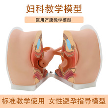 ����ָ��ģ��Ů�Ա���ģ��Ӌ���������ËD�ƙz���t�Wģ�ͽ̌W��Ӗ